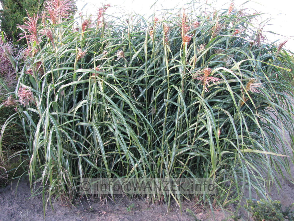 Miscanthus sinensis Condensatus 01.JPG